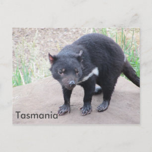 Tasmanian Djävulen vykort
