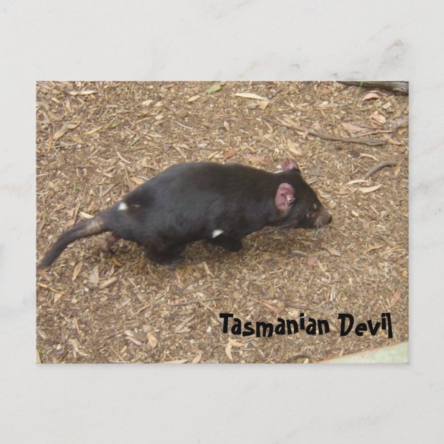 Tasmanian Djävulen Vykort (Framsida)