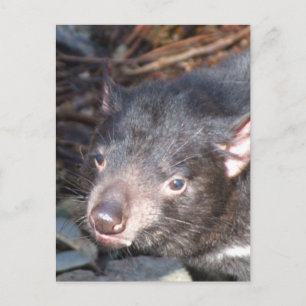 Tasmanian Djävulen vykort