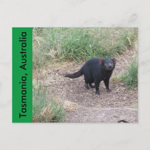 Tasmanian Djävulen vykort