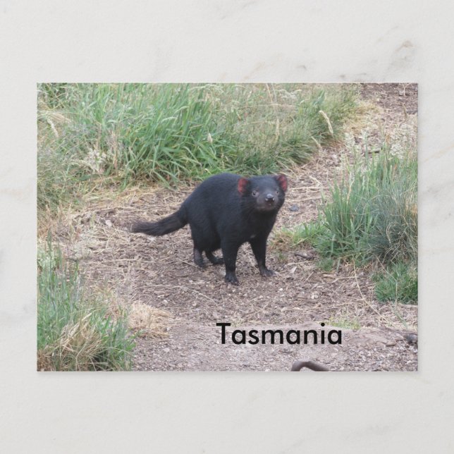Tasmanian Djävulen vykort (Framsida)