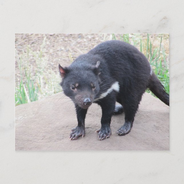 Tasmanian Djävulen vykort (Framsida)