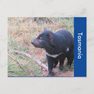 Tasmanian Djävulen vykort