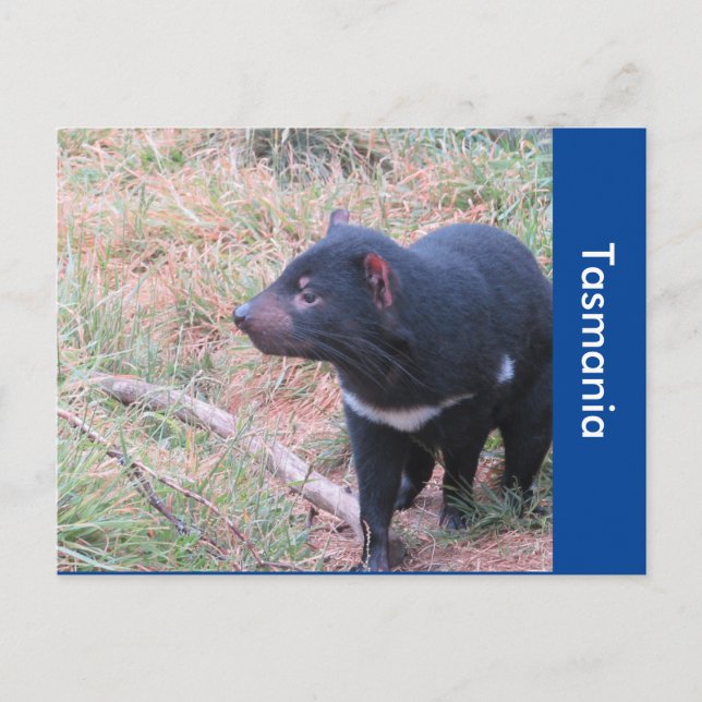 Tasmanian Djävulen vykort (Framsida)