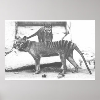 Tasmanian Tiger Poster ,Canvas