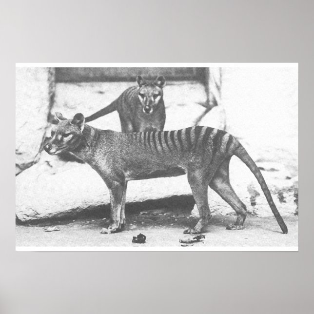 Tasmanian Tiger Poster ,Canvas (Framsidan)