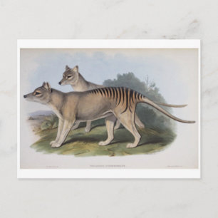 Tasmanian Tiger-vykort Vykort