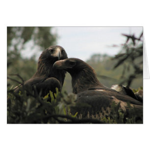 Tasmanian Wedge Tails Eagles OBS Kort