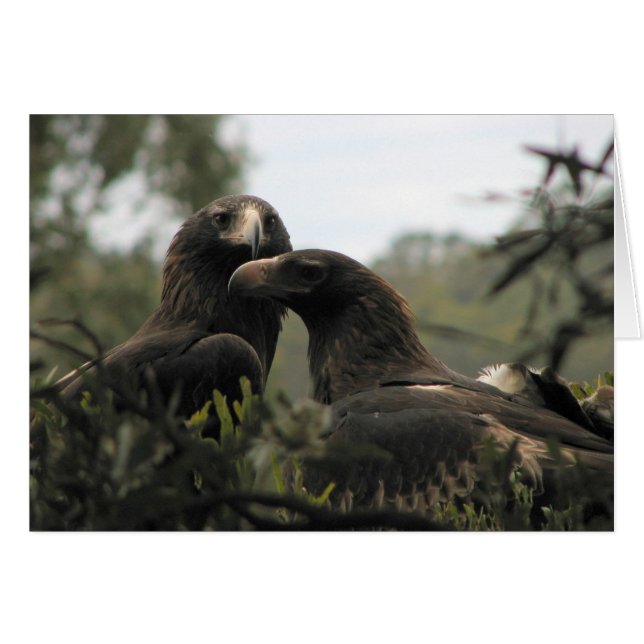 Tasmanian Wedge Tails Eagles OBS Kort (Framsidan Horizontal)