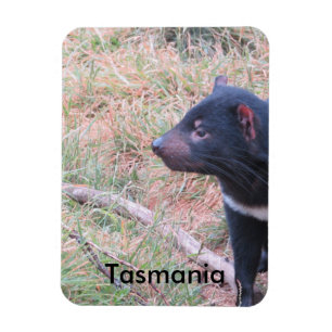 Tasmaniska Djävulens flexibla magnet