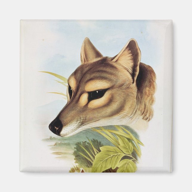 Tasmaniska Varger eller tiger Magnet (Framsidan)