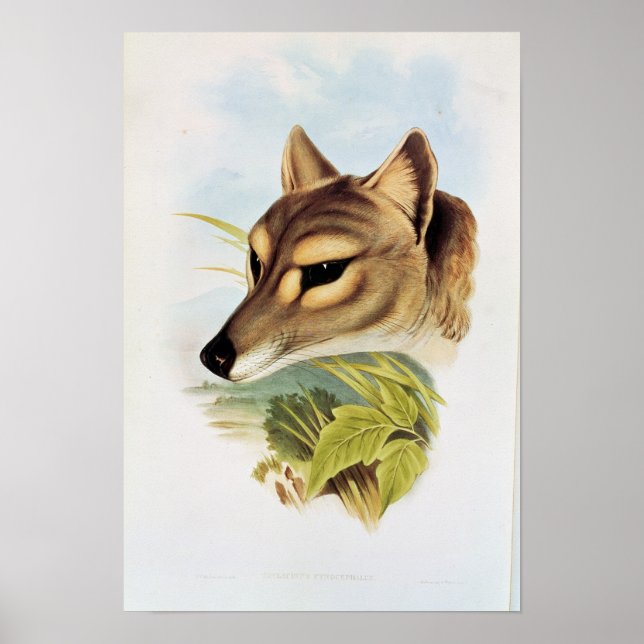 Tasmaniska Varger eller tiger Poster (Framsidan)