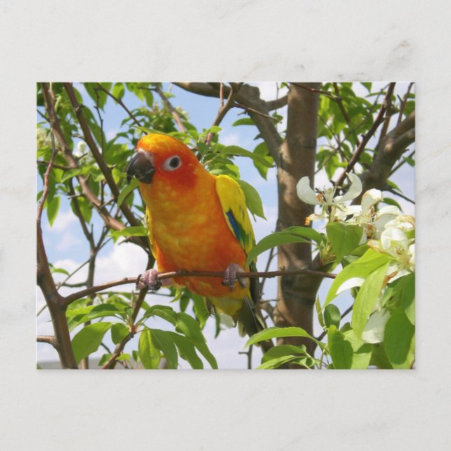 Tassar här vykort "Olivia" (Framsida)