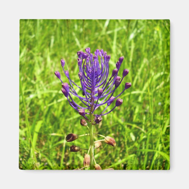 Tassel-Hyacinth Magnet (Framsidan)