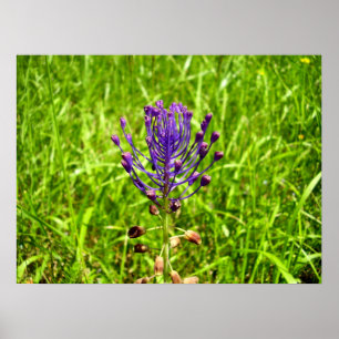Tassel-Hyacinth Poster