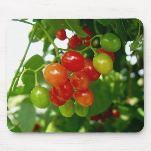 Taste Berries Musmatta (Framsidan)