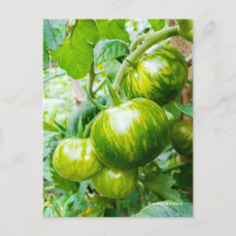 Tasty Grönt Zebra Heirloom Tomatis på vin Vykort