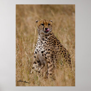 Tasty Lip Cheetah Poster