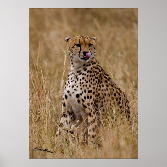 Tasty Lip Cheetah Poster (Framsidan)