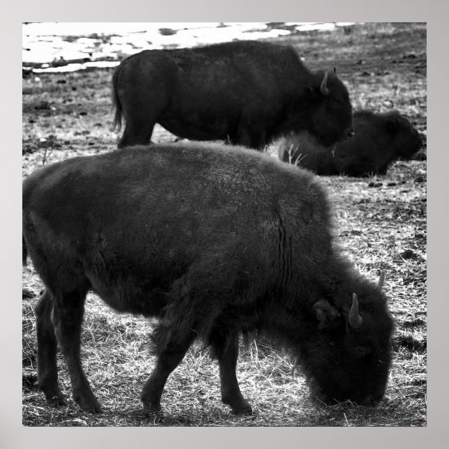 Tatanka Poster (Framsidan)