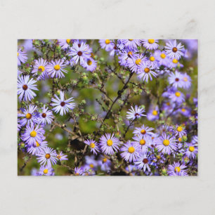 Tatarian Daisy Flower Vykort