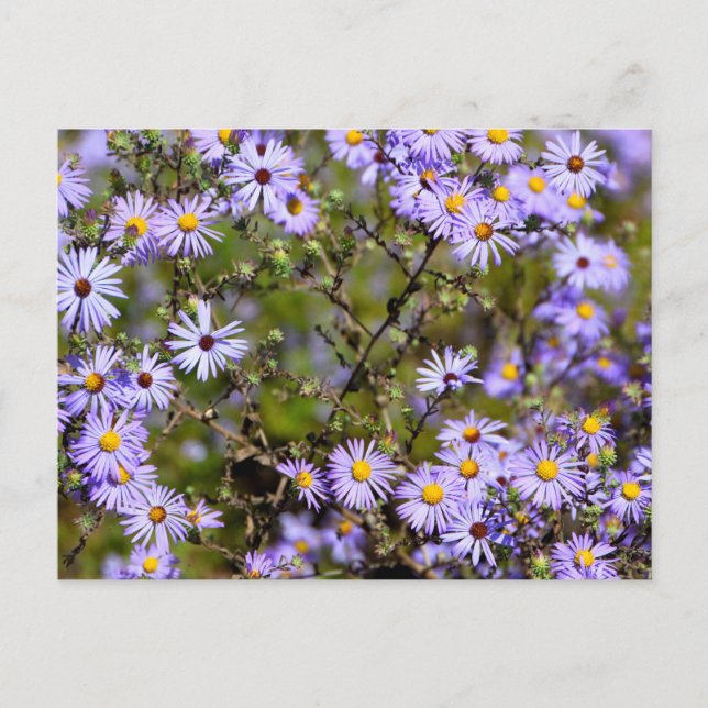 Tatarian Daisy Flower Vykort (Framsida)