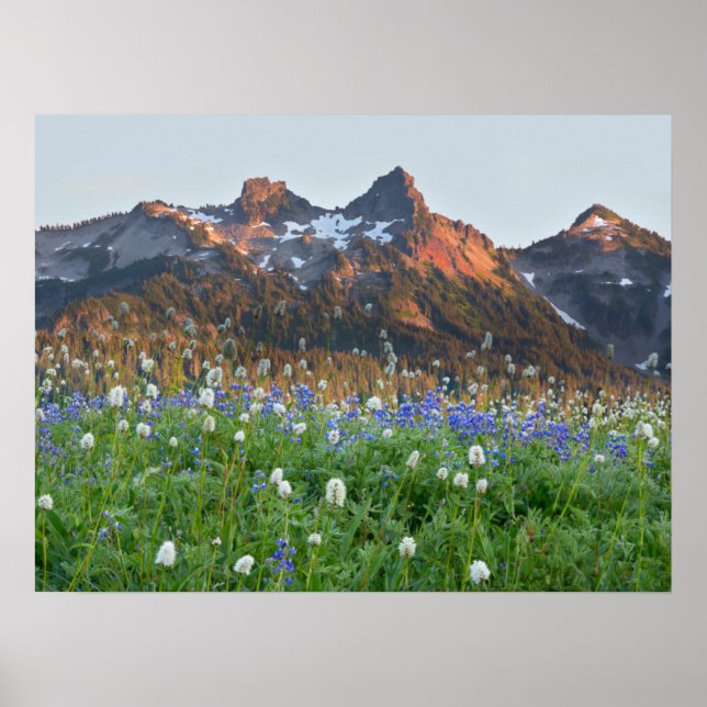 Tatoosh Range och vilda blommor | Mt. Rainier Poster (Framsidan)