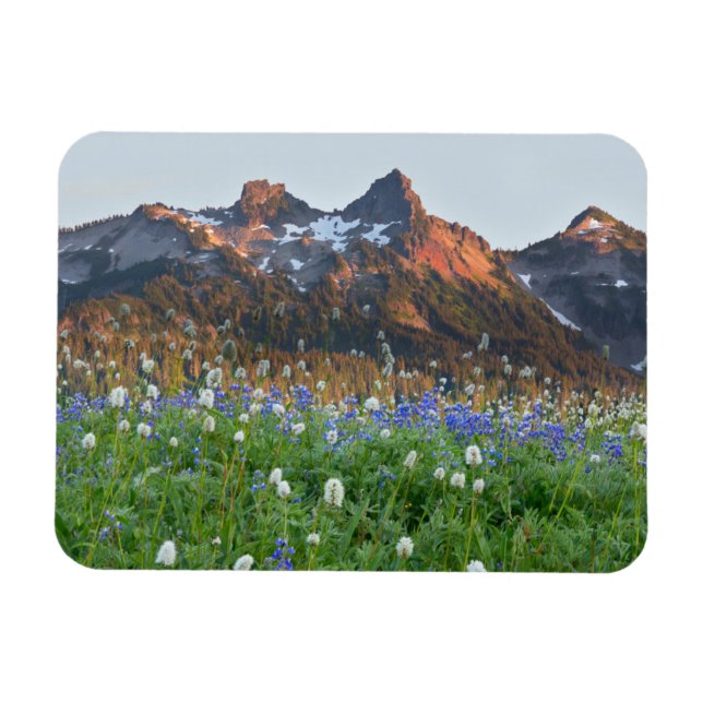Tatoosh Range och Wildblommor | Rainier Magnet (Horisontell)