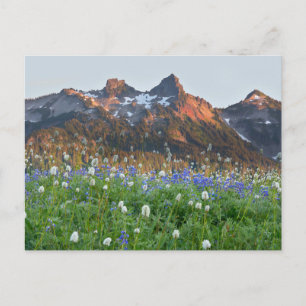 Tatoosh Range och Wildblommor Rainier Vykort