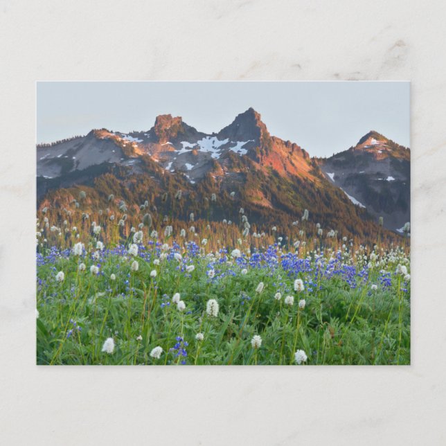 Tatoosh Range och Wildblommor | Rainier Vykort (Framsida)