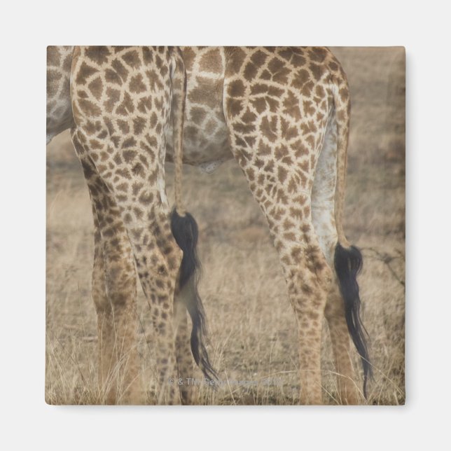 Tätt skörd om två Giraffes (Giraffa) Magnet (Framsidan)