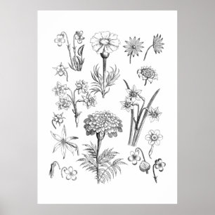 Tattoblomma och illustration av växter poster
