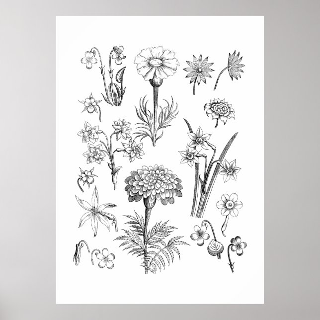 Tattoblomma och illustration av växter poster (Framsidan)