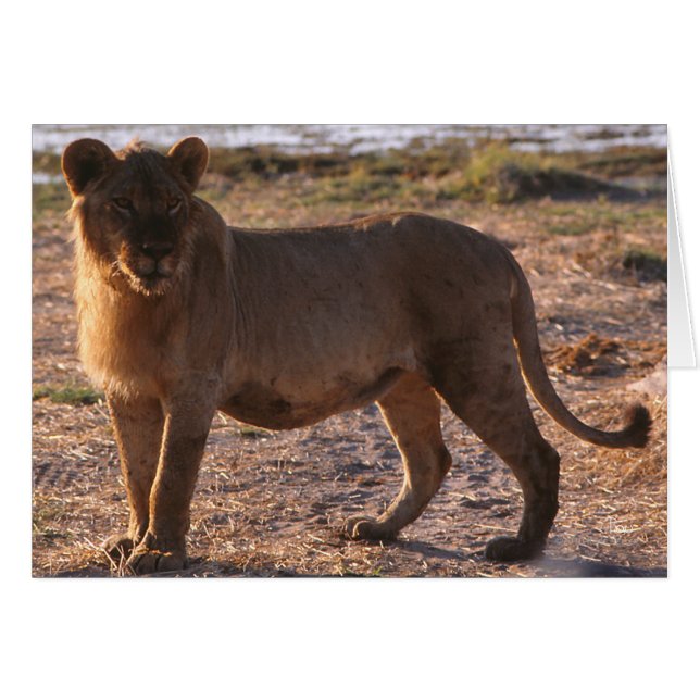 Tau, Lejon, foto Hälsningskort (Framsidan Horizontal)