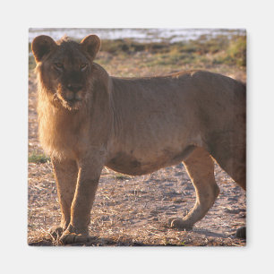 Tau, Lejon, foto Magnet