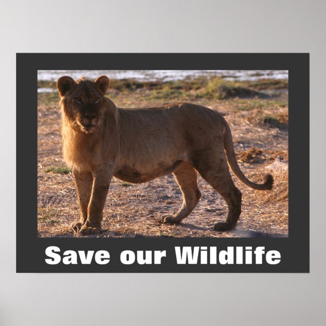 Tau Spara Vår Wildlife Poster (Framsidan)