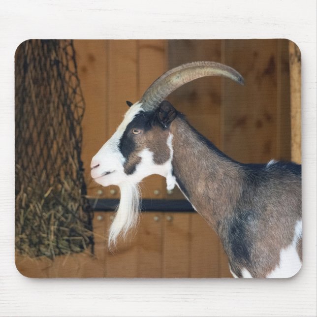 Tauernschecken-Ziege Musmatta (Framsidan)