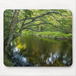 Tauntonfloden i Bridgewater, 2 Musmatta