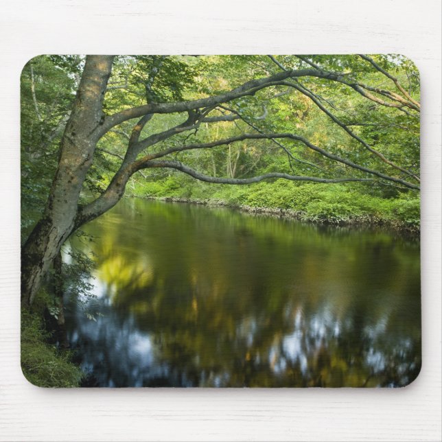 Tauntonfloden i Bridgewater, 2 Musmatta (Framsidan)