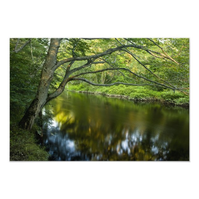 Tauntonfloden i Bridgewater Fototryck (Framsidan)