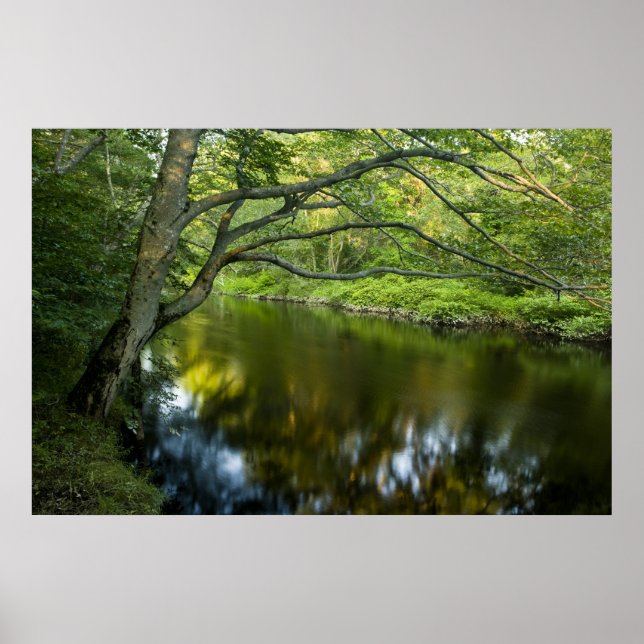 Tauntonfloden i Bridgewater Poster (Framsidan)