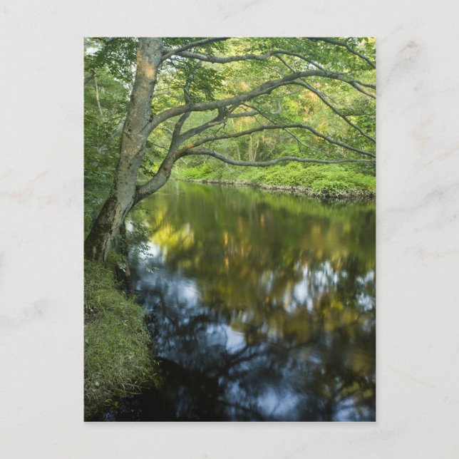Tauntonfloden i Bridgewater, Vykort (Framsida)