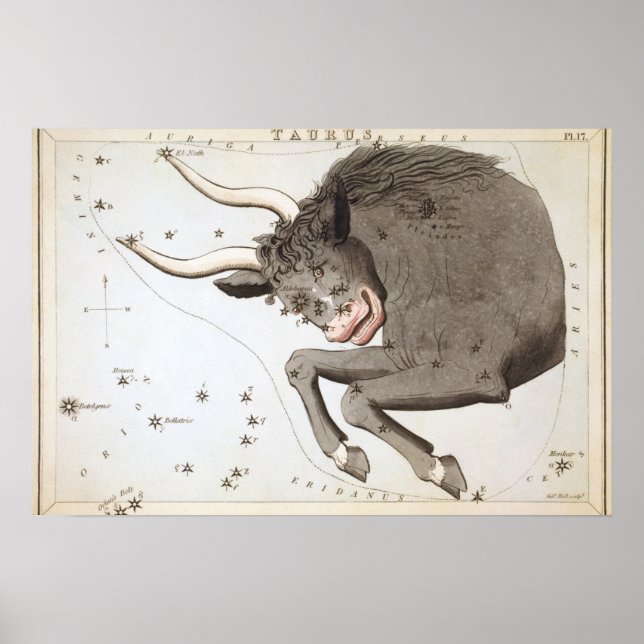 Taurus Astrological Teckning Poster (Framsidan)