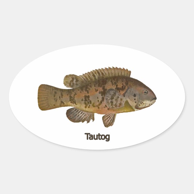 Tautog (svartfisk) ovalt klistermärke (Framsida)