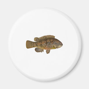 Tautogillustration Magnet