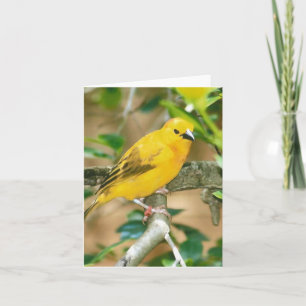 Taveta Golden Weaver-fotomappat anteckningskort