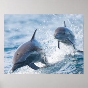 Tävla Bottlenose Dolphins Duo Office och Dorm Poster