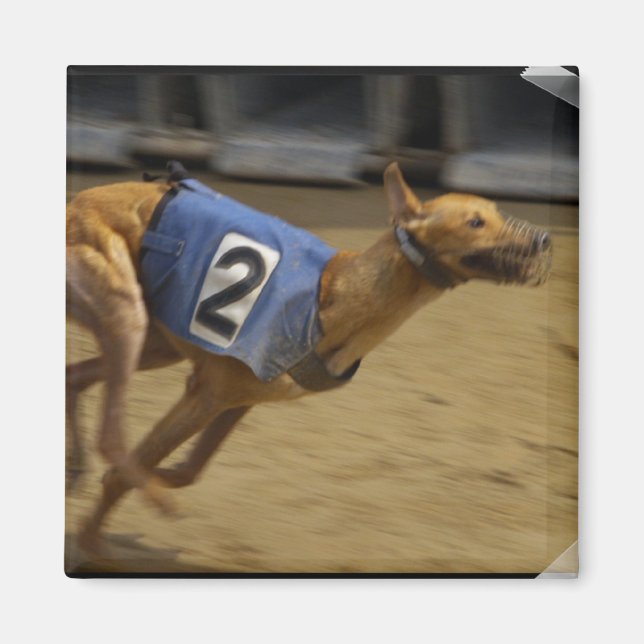Tävla Greyhound Square Magnet (Framsidan)