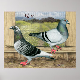 Tävla Homers in Loft Poster