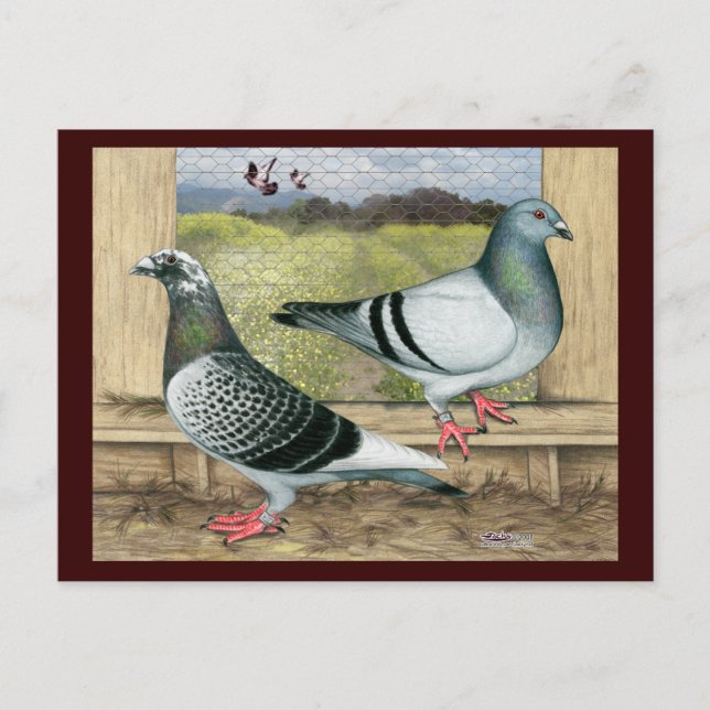 Tävla Homers in Loft Vykort (Framsida)